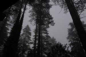 The Woods Behind My House Do Not End Where the Map Says