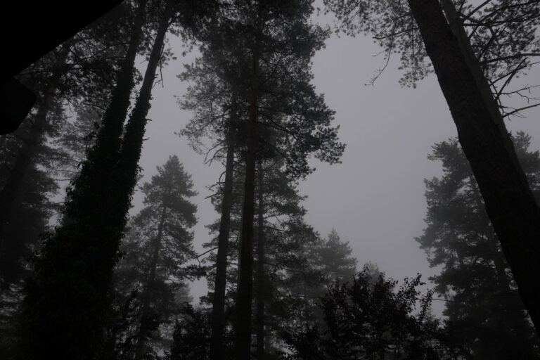 The Woods Behind My House Do Not End Where the Map Says