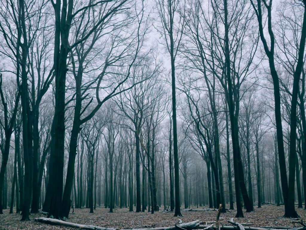 The Woods Behind Our Property Don’t Belong To The State