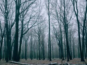 The Woods Behind Our Property Don't Belong To The State