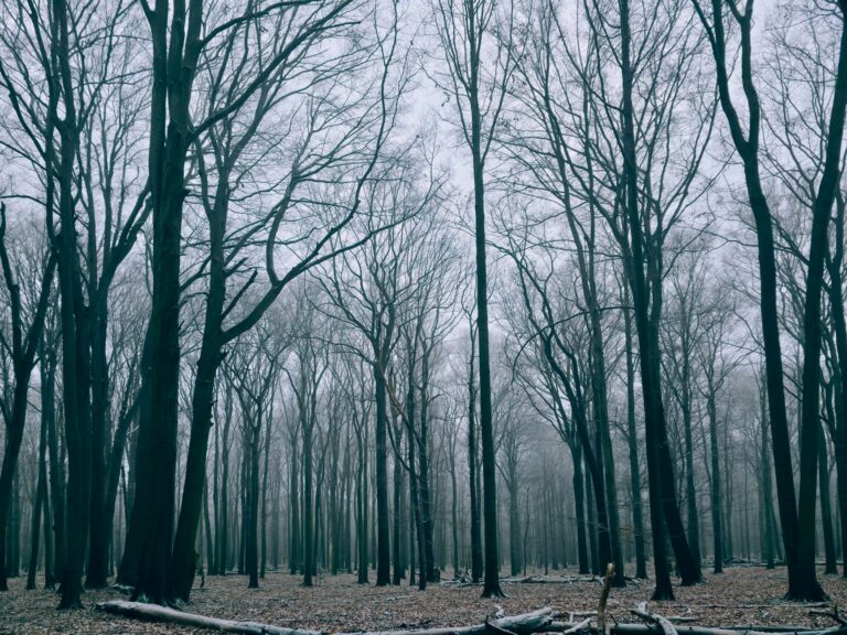 The Woods Behind Our Property Don't Belong To The State